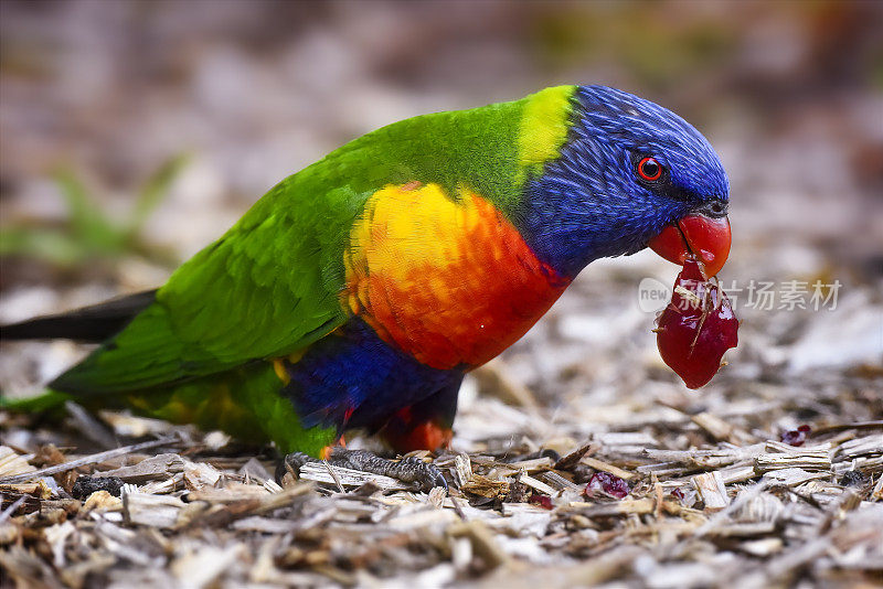 饥饿彩虹鹦鹉(Trichoglossus moluccanus)